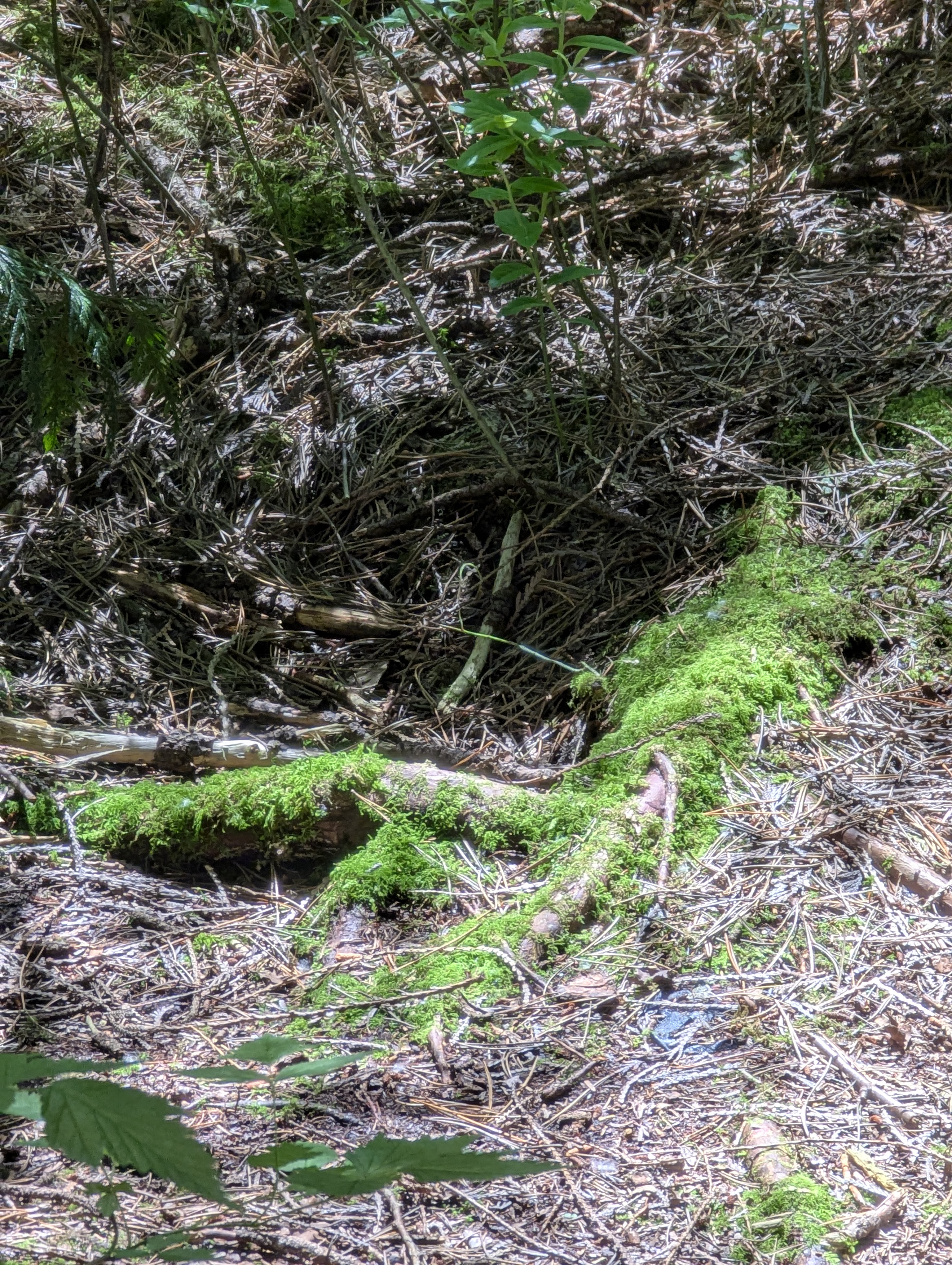 Birthday Trip to Canada, Delta, Burns Bog, Vancouver, British Columbia